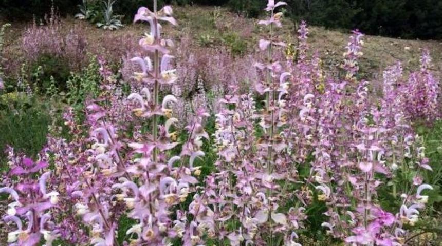 Lisinia'da Misk Ada&ccedil;ayının Deneme &Uuml;retimi Yapıldı