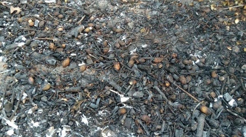 Nohut &Uuml;tmesi Geleneği Tarih Oluyor