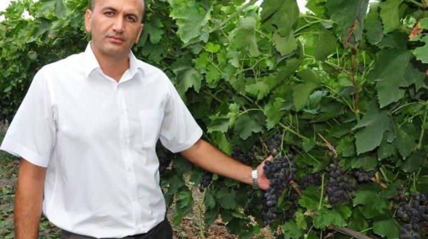 Yeni Erkenci &Uuml;z&uuml;m &Ccedil;eşidinde Ilk Hasat Sevinci