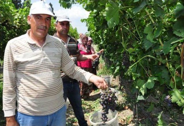 Yeni Erkenci Üzüm Çeşidinde Ilk Hasat Sevinci 1