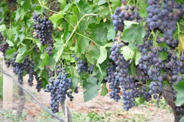 Yeni Erkenci Üzüm Çeşidinde Ilk Hasat Sevinci 2