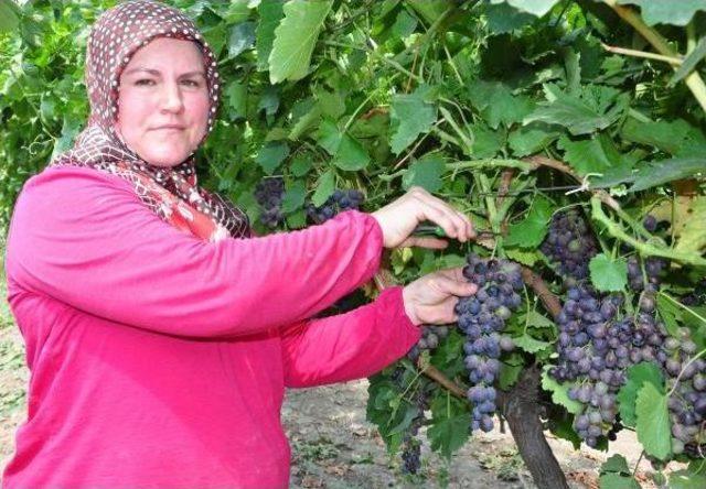 Yeni Erkenci Üzüm Çeşidinde Ilk Hasat Sevinci 3