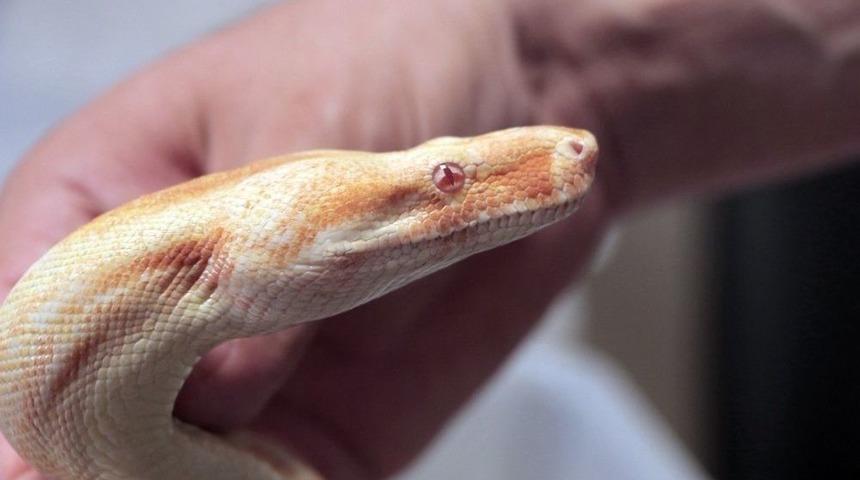 Ülkeye Yasa Dışı Yollarla Sokulan Piton Ve Boa Yılanına El Konuldu