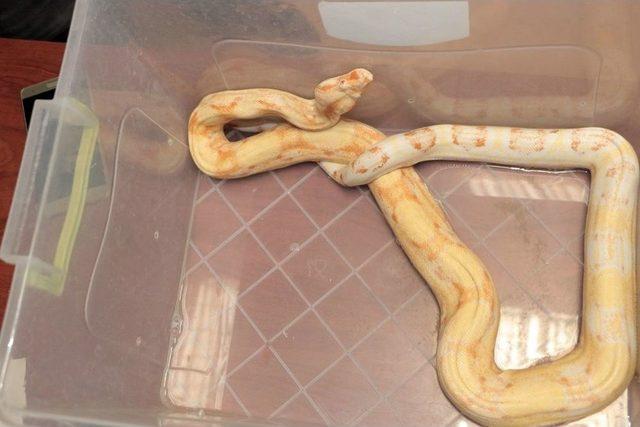 Ülkeye Yasa Dışı Yollarla Sokulan Piton Ve Boa Yılanına El Konuldu 2