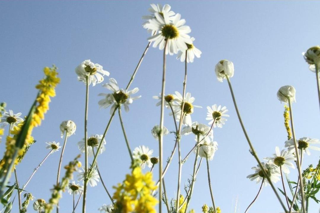 Ardahan&rsquo;da Renk C&uuml;mb&uuml;ş&uuml;