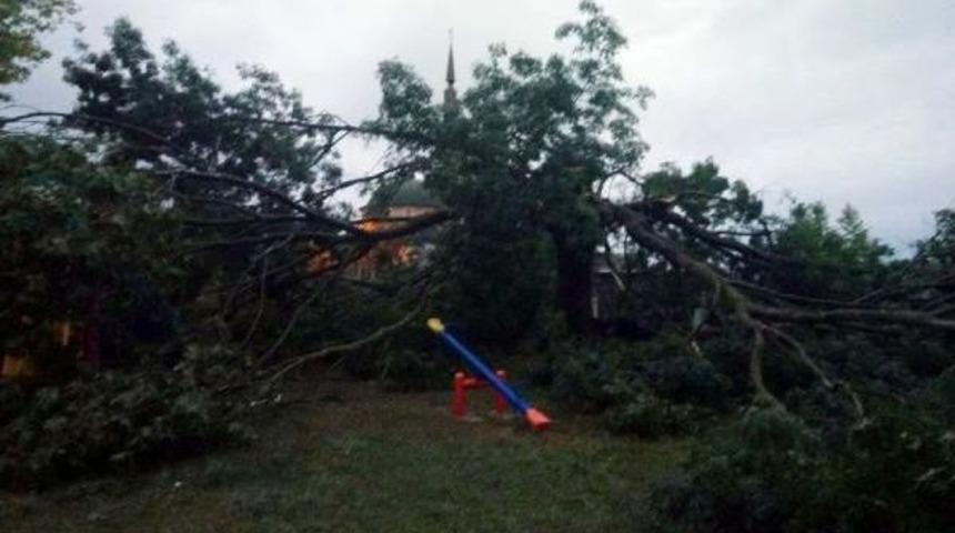 Çocuk Oyun Parkındaki Ağaca Yıldırım Düştü