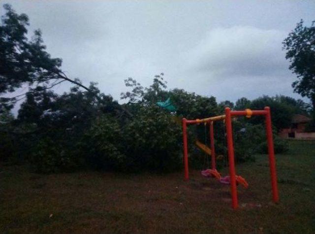 Çocuk Oyun Parkındaki Ağaca Yıldırım Düştü 1