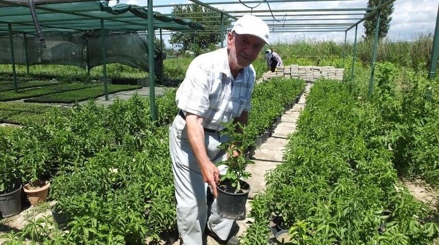 Burhaniye Şeker Otu &Uuml;retim Merkezi Oldu