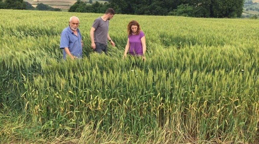 Büyükşehir’in Yem Bitkisi Destekleri İle Verimler Arttı