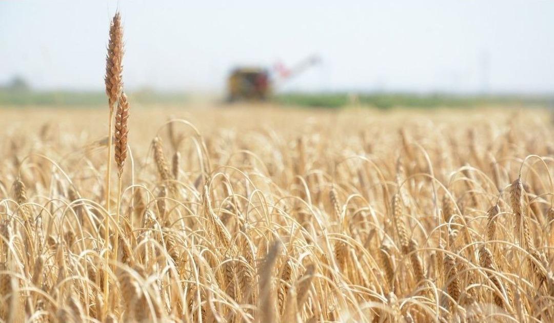 Gıda &Uuml;retiminin S&uuml;rd&uuml;r&uuml;lebilirliği İ&ccedil;in K&ouml;yden Kente G&ouml;&ccedil; &Ouml;nlenmeli