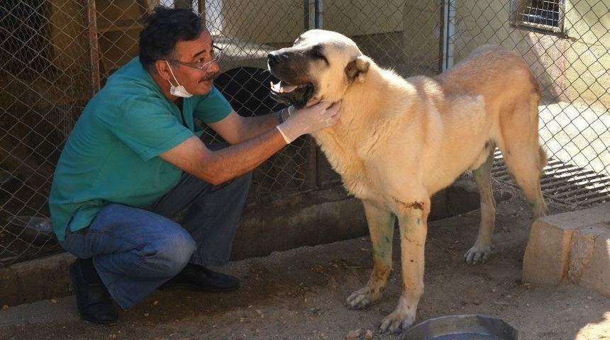 Felçli Sokak Köpeği Hayvan Barınağında Sağlığına Kavuştu