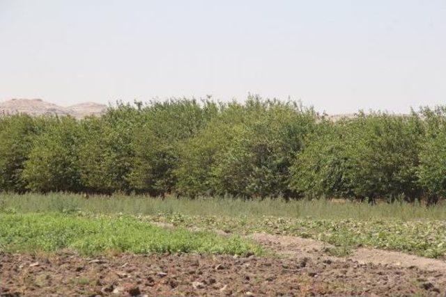 17 Yaşındaki Genç, Boğazı Kesilip Cesedi Yol Kenarına Atıldı