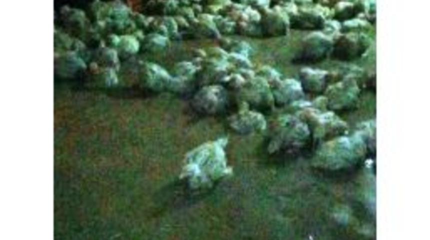 Yağmur Suyu Basan &Ccedil;iftlikte 300 Tavuk Telef Oldu