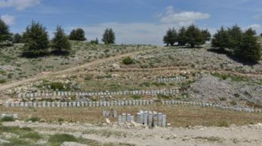 Mersin&rsquo;de Bal Ormanları Arıcılarla Buluştu