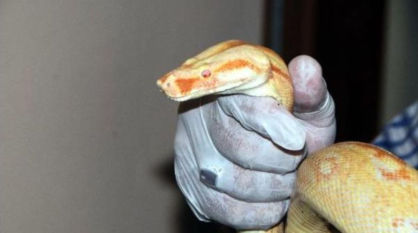 Yurda Ka&ccedil;ak Getirilen Pitonlar Gaziantep'te