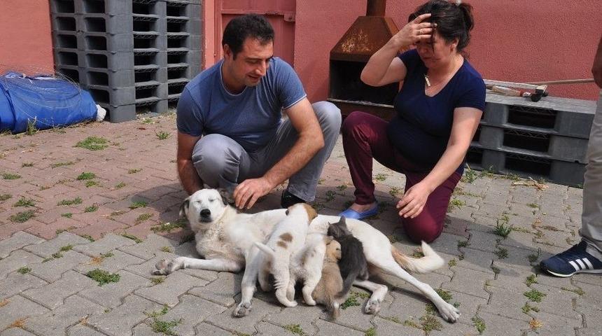 K&ouml;pekten İnsanlık Dersi