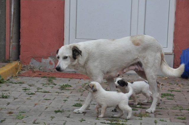 Köpekten İnsanlık Dersi 2