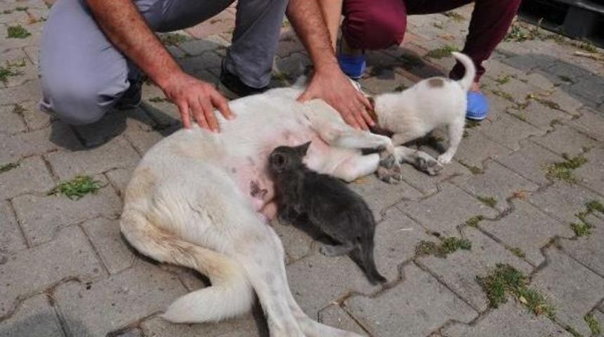 Anne K&ouml;pek, Yavru Kedinin S&uuml;t Annesi Oldu