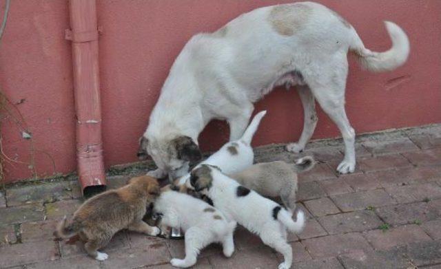 Anne Köpek, Yavru Kedinin Süt Annesi Oldu