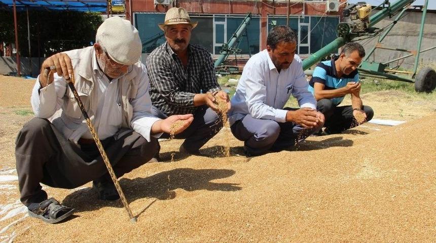 Çiftçi, Buğday Fiyatlarının Düzeltilmesini İstiyor