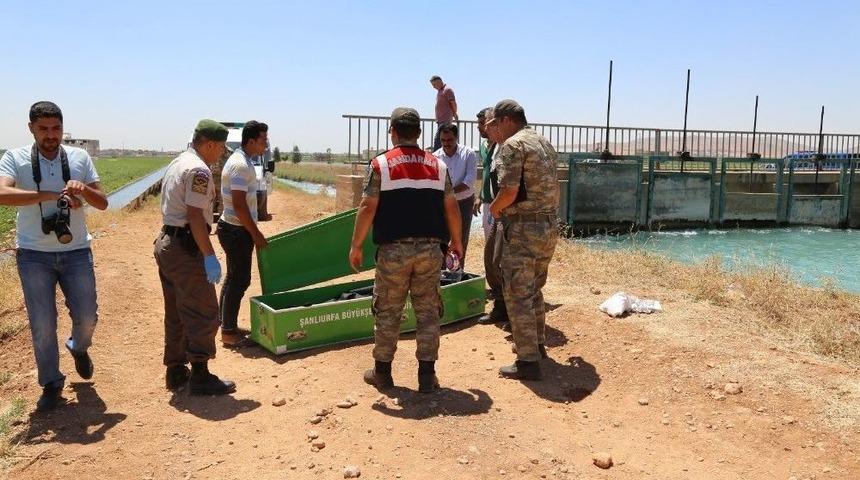 Sulama Kanalında Ceset Bulundu