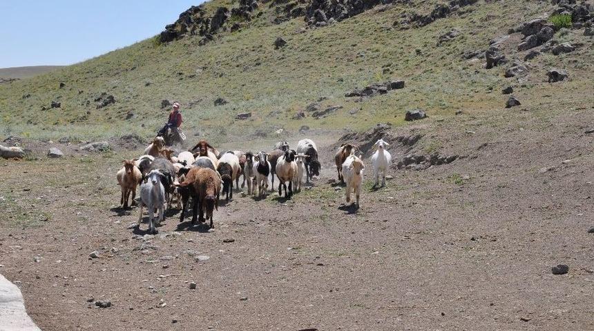 Arkadaşları Tatil Yaparken O Koyun Otlatıyor