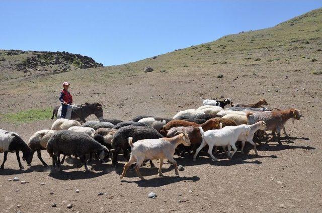 Arkadaşları Tatil Yaparken O Koyun Otlatıyor