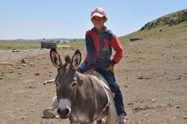 Arkadaşları Tatil Yaparken O Koyun Otlatıyor