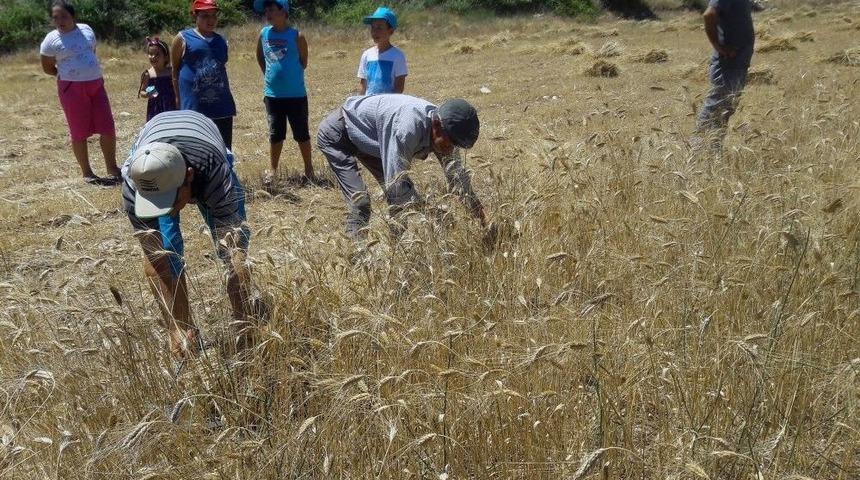 Yerel Tohumda Hasat Heyecanı