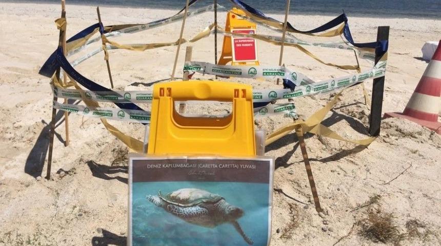 Caretta Caretta Yumurta Alanları Koruma Altında