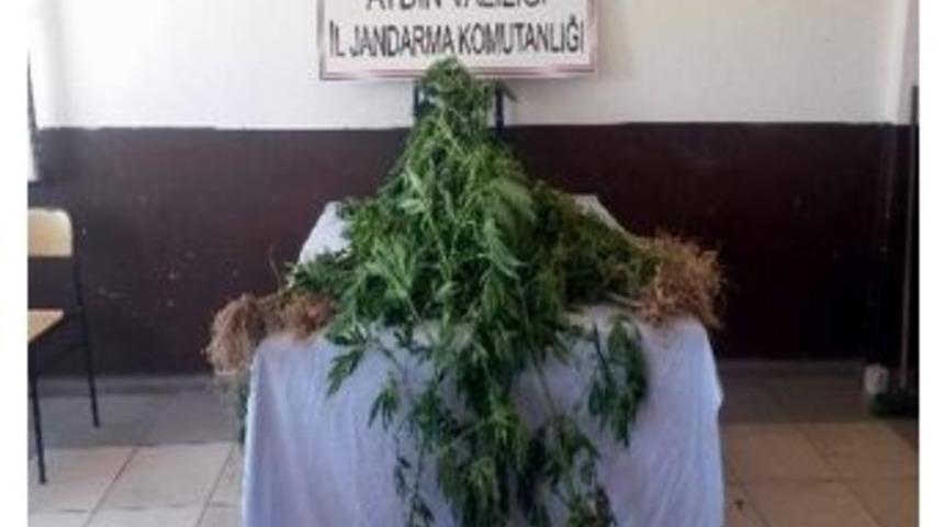 Karı Koca Yasadışı Kenevir Yetiştiriken Yakalandı