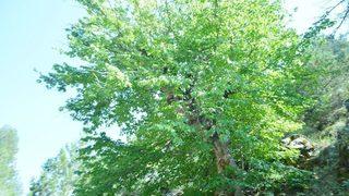 Uşak’taki Bulkaz Dağları Asırlık Fındık Ağaçlarına Ev Sahipliği Yapıyor