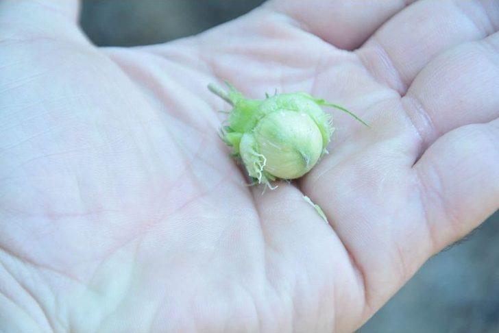 Uşak’taki Bulkaz Dağları Asırlık Fındık Ağaçlarına Ev Sahipliği Yapıyor G2