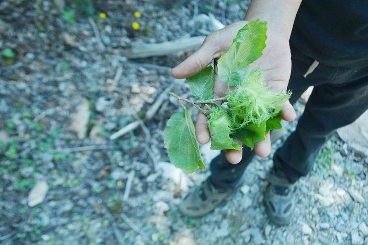 Uşak’taki Bulkaz Dağları Asırlık Fındık Ağaçlarına Ev Sahipliği Yapıyor G4