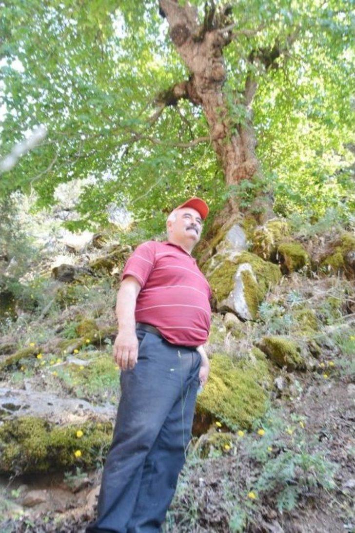 Uşak’taki Bulkaz Dağları Asırlık Fındık Ağaçlarına Ev Sahipliği Yapıyor G5