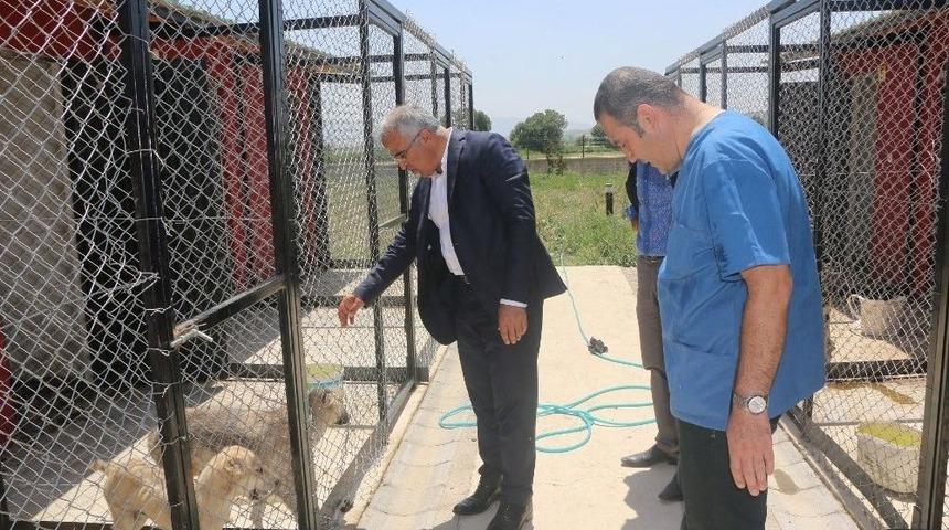 Bing&ouml;l&rsquo;de 16 Bin Metrekarelik Alan Sokak Hayvanlarının Evi Oldu