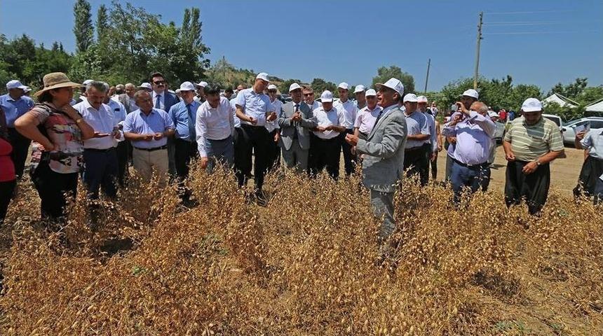Hasanbeyli&rsquo;de İlk Nohut Hasadı Yapıldı