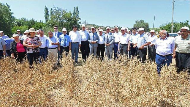 Hasanbeyli’de İlk Nohut Hasadı Yapıldı