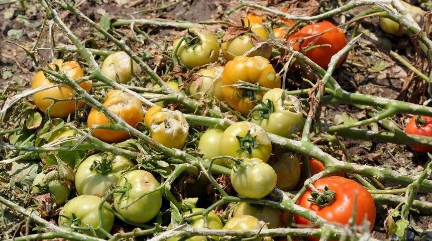 Tarsim Genel M&uuml;d&uuml;r&uuml; Dolunun Vurduğu Ovada İncelemelerde Bulundu