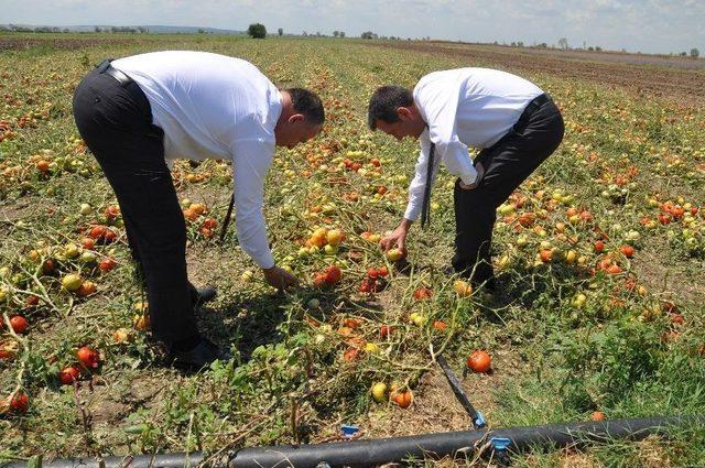 Tarsim Genel Müdürü Dolunun Vurduğu Ovada İncelemelerde Bulundu