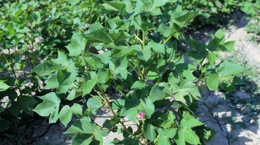 Iğdır&rsquo;da &Ccedil;eyrek Asırdan Sonra Tekrar Ekildi