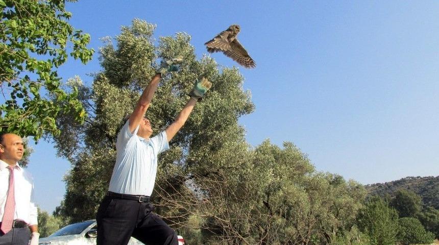 Aydın&rsquo;da Tedavisi Tamamlanan Yaban Hayvanları Doğaya Bırakıldı