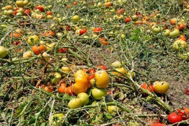 Bursa’Da Dolu Ve Sağanak 94 Bin Dönümlük Ekili Alana Zarar Verdi