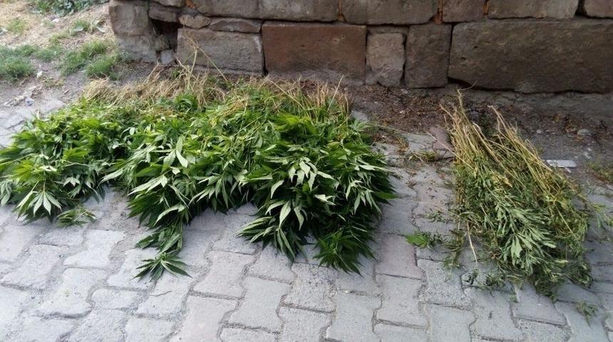 Jandarmanın Operasyonunda Bin 332 K&ouml;k Hint Keneviri Ele Ge&ccedil;irildi