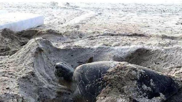 Fethiye'de Caretta Caretta Yuvası Koruma Altına Alındı