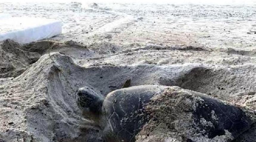 Fethiye'de Caretta Caretta Yuvası Koruma Altına Alındı