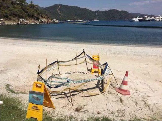 Fethiye'de Caretta Caretta Yuvası Koruma Altına Alındı