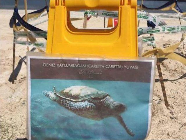 Fethiye'de Caretta Caretta Yuvası Koruma Altına Alındı