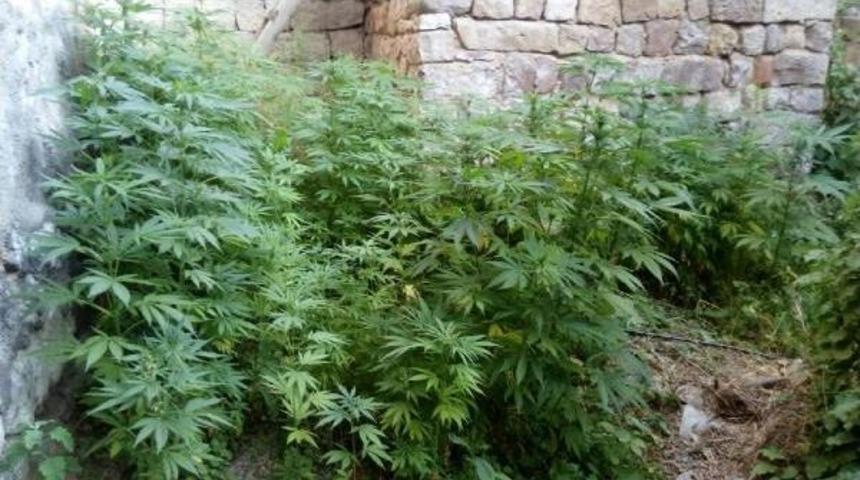 Kayseri'de Uyuşturucu Operasyonu