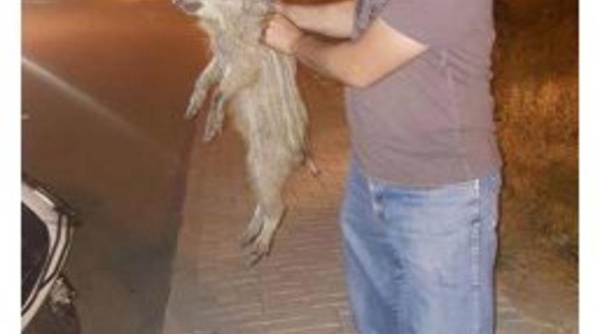 Pamukkale Merkezine Inen Yavru Domuzu Yakalayıp, Ormana Bıraktılar